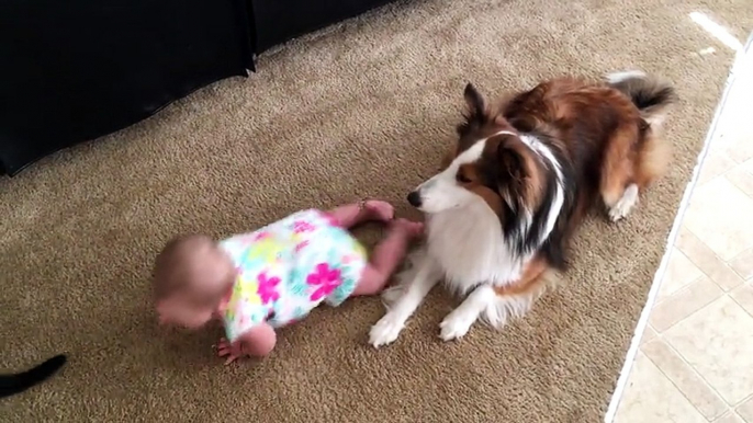 Loving dogs teach baby how to crawl