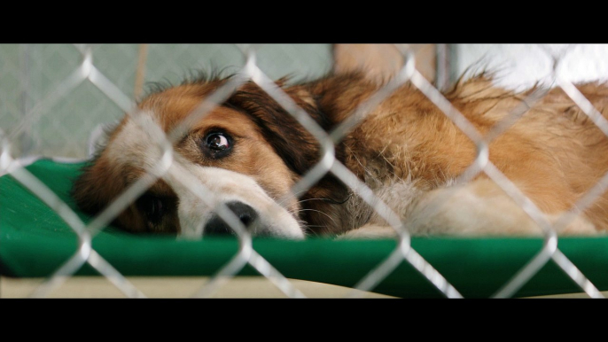 MES VIES DE CHIENS - Extrait - "Deux vieux copains" - VF