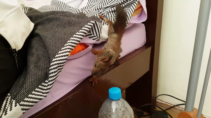 Rescued baby squirrel enjoys yummy breakfast