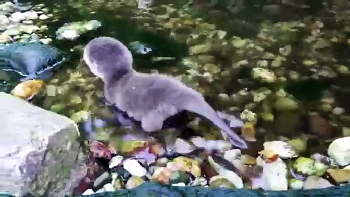 A baby otter for the first time in the water
