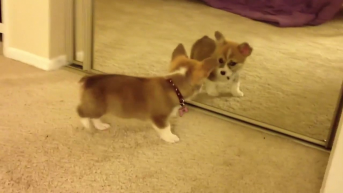 Ce bébé corgi adorable se voit dans le miroir pour la première fois... Trop mignon