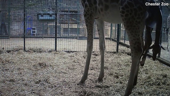 Chester Zoo captures moment a rare giraffe calf is born _ Daily Mail Online