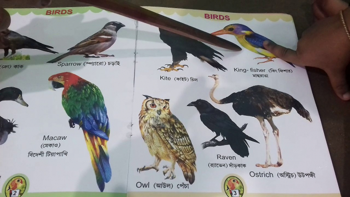 All About Birds for Children || Online Education Birds Name For Kids|| Online Learning Birds Name ||