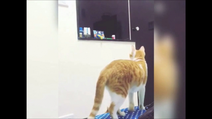 Solidarité entre chats... Ce que fait ce chat pour son chaton est juste incroyable