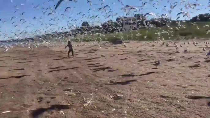 Une petite fille crie sur les mouettes à la plage...la suite c'est marrant !