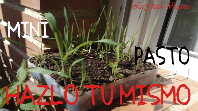 MINI PASTO PARA PEQUEÑOS ANIMALES PARA PISOS SIN JARDÍN / CASERO,BARATO Y FÁCIL