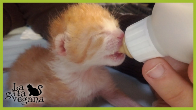 TIERNOS CACHORROS TOMANDO BIBERÓN | PERRITOS Y GATITOS ABANDONADOS A LA HORA DE COMER | RECOPILACIÓN