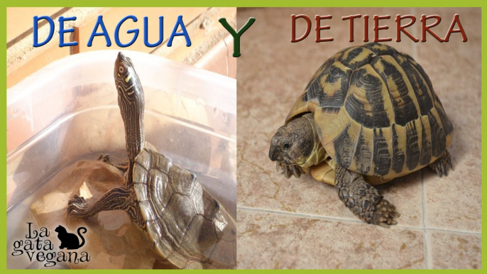 TORTUGAS CON CAPARAZÓN BLANDO | TRATAMIENTO, PREVENCIÓN Y DIAGNÓSTICO | TORTUGAS DE TIERRA Y DE AGUA