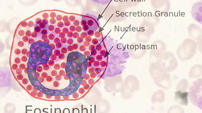 "Immune" Documentary - Part 5 - Dendritic Cells & Macrophages http://BestDramaTv.Net