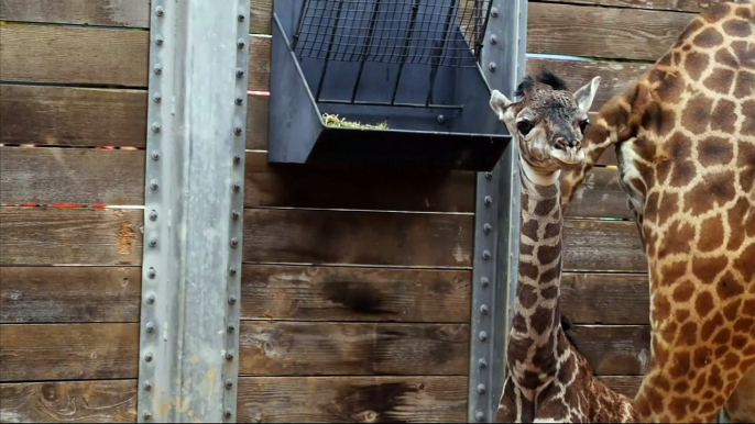 Adorable baby giraffe born at Houston Zoo