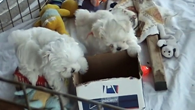 Cute 8 Week Old Maltese Maltese Dog Puppies Part 8