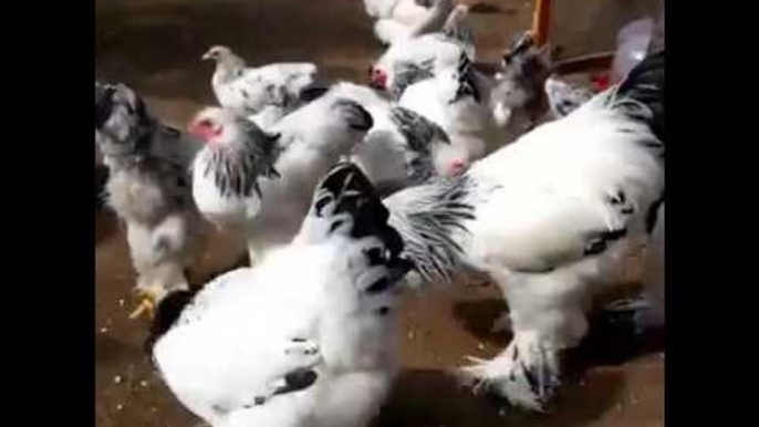 Brahma Chickens Strut Their Stuff on the Farm