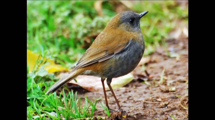 Những con chim biết hót và hót rất hay,  The birds how to sing well