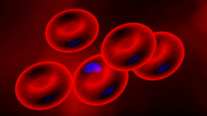 Red blood cells animation Full HD released by NCV