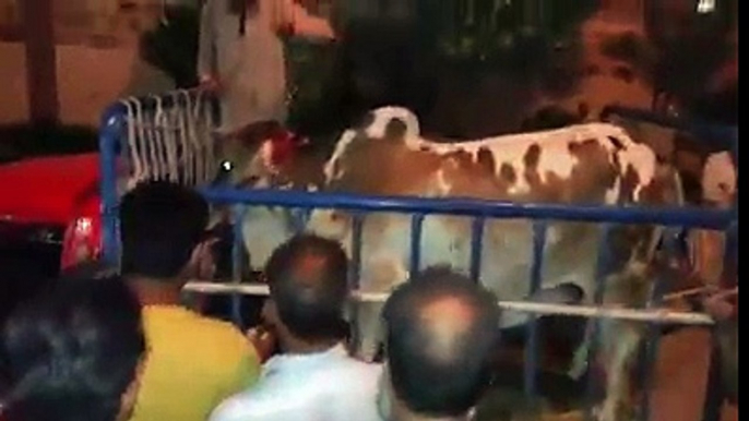 Cow gone out of control before unloading