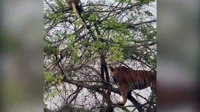 Ce tigre un peu trop ambitieux grimpe à l'arbre pour attaquer un singe et son petit... Raté