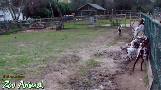 Happy goats in farm animals - Funniest animal vi3243445345