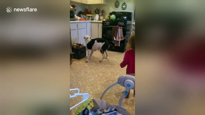Dog chasing bubbles around a kitchen