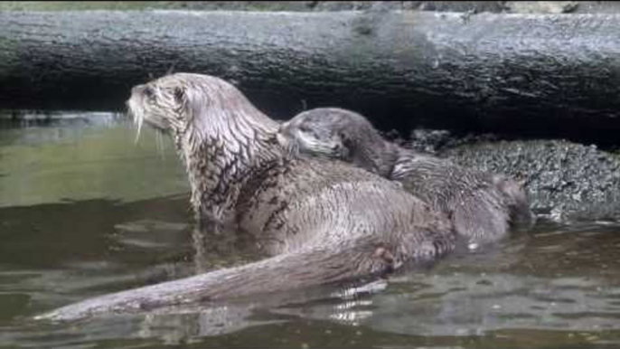 Otter Pup Learns to Swim at Oregon Zoo