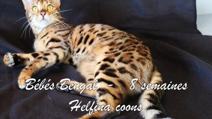 Helfina coons :  bébé bengal 2017