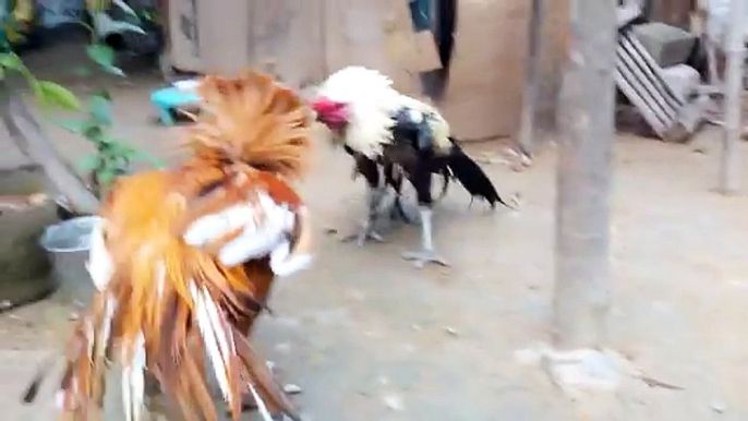 Biggest wild Chicken fight Compilation- Outstanding Rooster fight 2017 - Hen Fight - Murg -2017