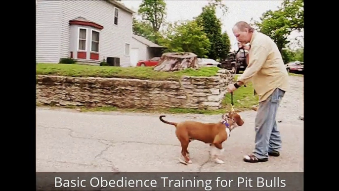 Standard Pitbull Obedience Training