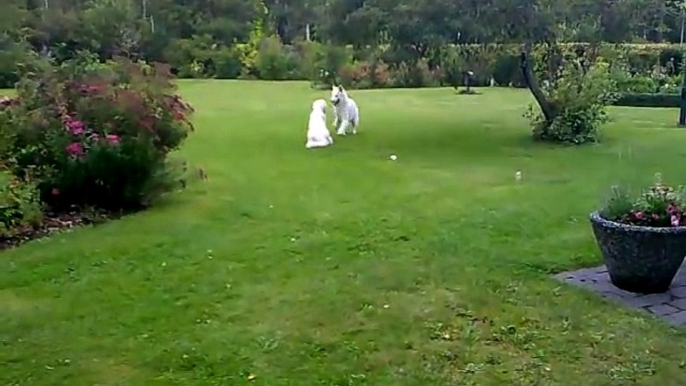 White german shepherd dog playing in the yard