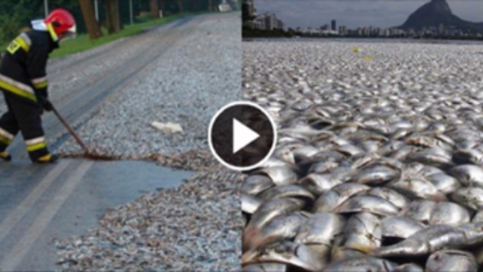 Fish Raining in Thailand | Fish raining |