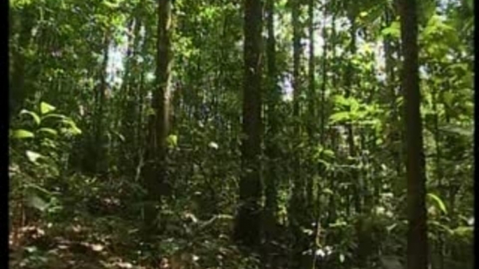 La Guyane : dans la forêt tambour battant