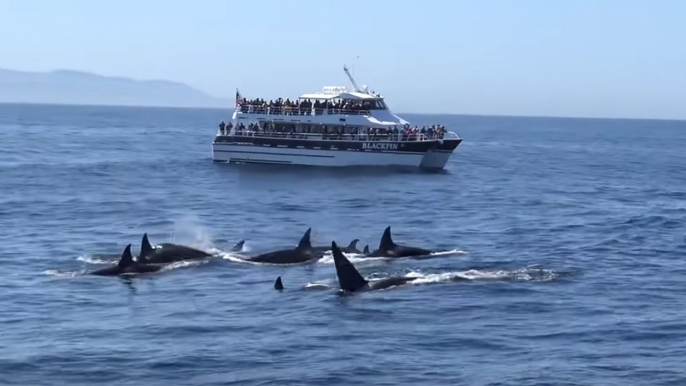 Friendly Orcas Put on a Show for Boaters in Monterey Bay, California