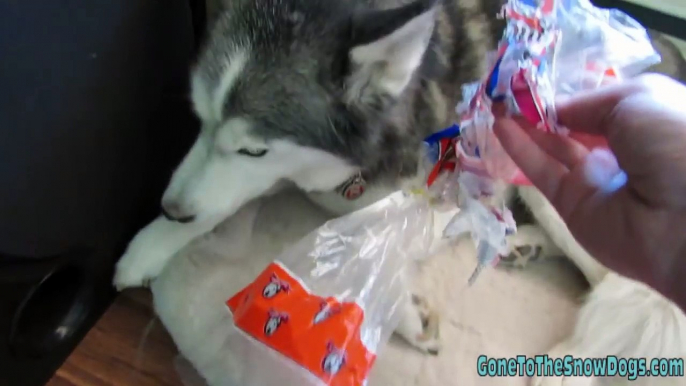 BAD DOG! What a Guilty Dog! Siberian Husky Shiloh Eats Bread