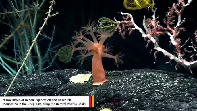 Deep-Sea Expedition Crew Encounters A 'Coral Forest'