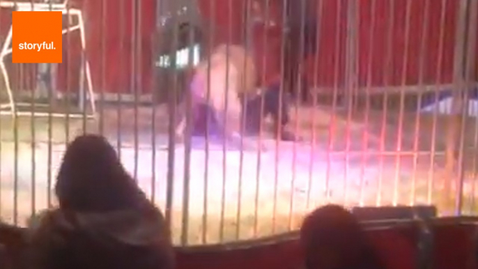 Circus Lion Mauls Trainer During Show