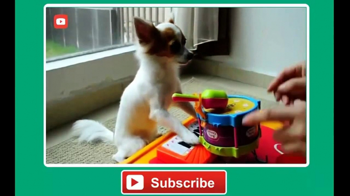 Funny Pets - AFV Musical Compilation - AFV - America's Funniest Home Videos