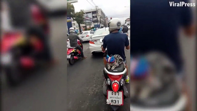 Ce chat est posé tranquillement à l’arrière d'une moto en Thailande