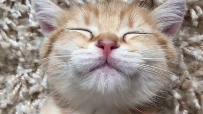 Ce chaton dort d'une drole de façon... Tellement adorable