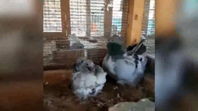 Nadir süslü güvercinler ve büyük ıslah loft / Uncommon fancy pigeons & big breeding loft