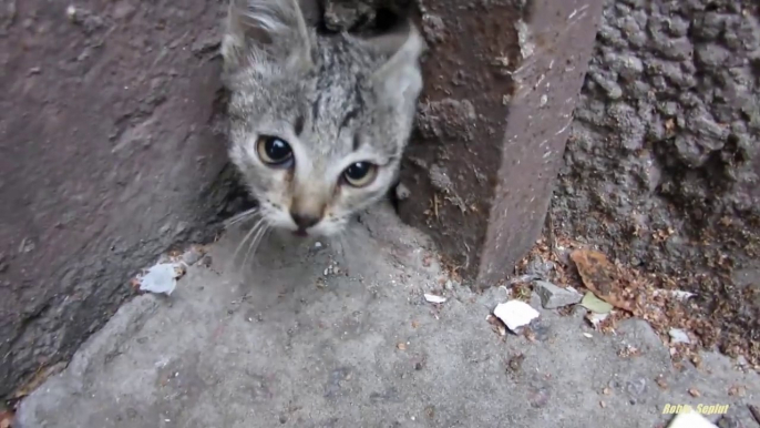 Des chatons sortent d'un mur... trop mignon !