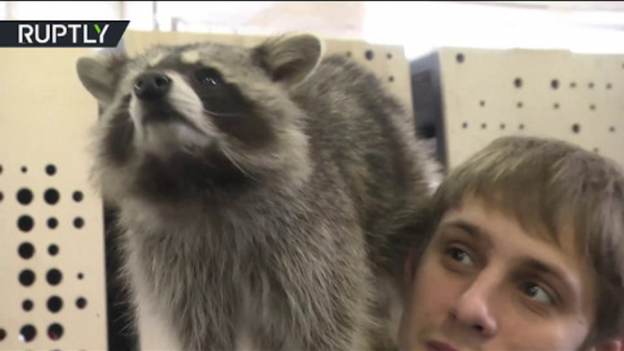 Raccoon city: Owners show off their domesticated animals in St. Petersburg