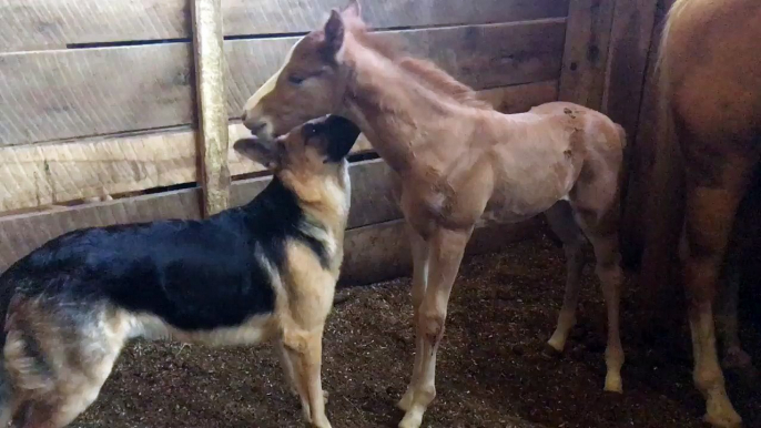 Ce berger allemand se lie d'amitié avec un bébé cheval. Adorable