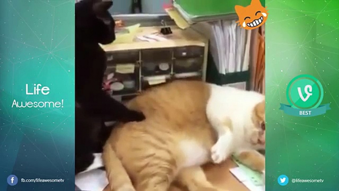 Funny Cats Compilation 2016  Best Funny Cat Videos Ever - Funny Vines Compilation
