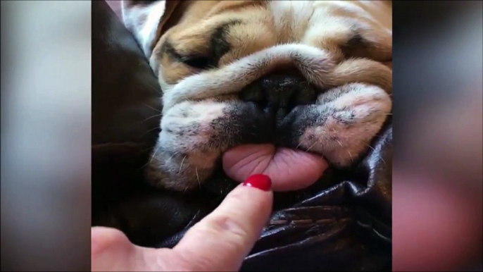 Elle essaie de rentrer la langue de son chien qui sort quand il dort... Trop marrant