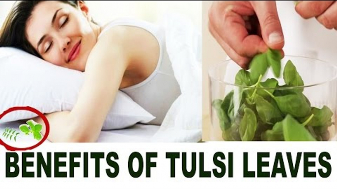 सोते समय तकिये के नीचे तुलसी के पत्ते रखने के चमत्कारिक फायदे |Benefits Of Basil Leaves