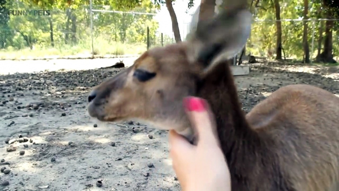 Kangaroos  Funny Kangaroos Playing [Funny Pets]