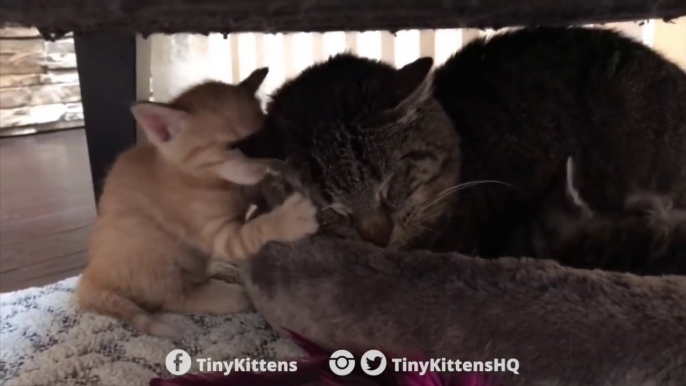 Cet ancien chat battu protège des chatons abandonnés !