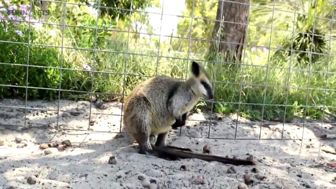 Kangaroos  Funny Kangaroos Playing [Funny Pets]