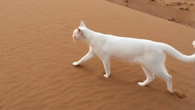 Les pattes arrière du chat se posent au moment endroit que les pattes avant