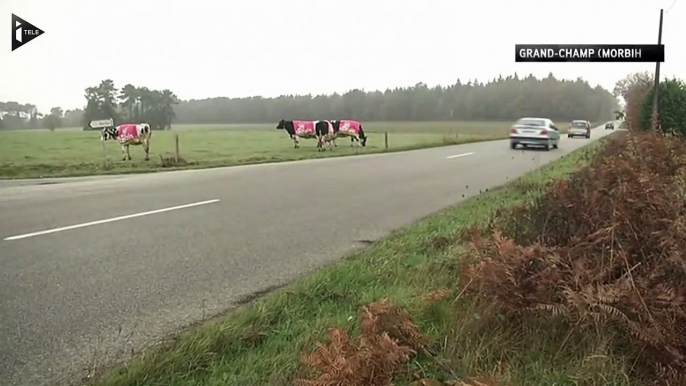 Dans le Morbihan, les vaches font de la publicité-l3minV8rkd8