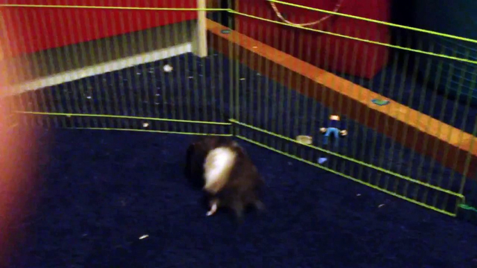 My hamster: harry