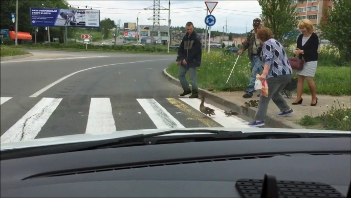 Cette maman canard et ses petits traversent au passage piéton